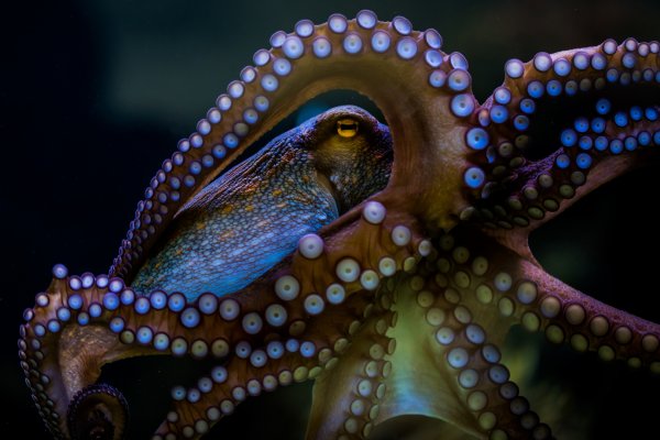 Kraken официальный сайт вход